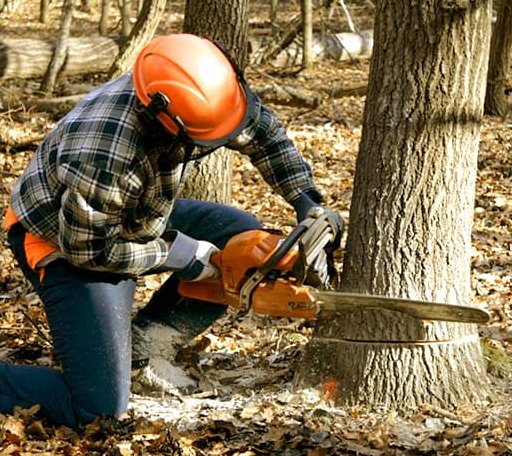 Tree Removal in Black Lick, PA